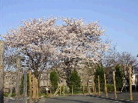 画像の説明