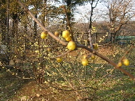 野川公園に咲く蝋梅の花