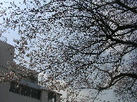 校庭には早くも桜が・・ 校庭には早くも桜が・・