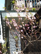 画像の説明