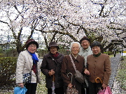 桜は心を和ませます