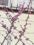 画像の説明 画像の説明