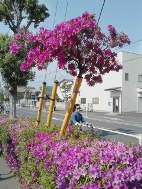 画像の説明