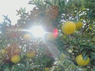 画像の説明 画像の説明