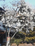 画像の説明 画像の説明