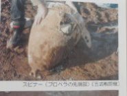 画像の説明