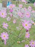 画像の説明
